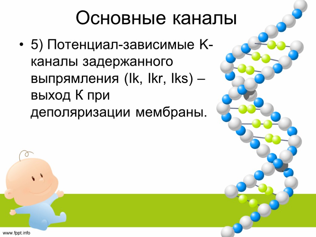 Основные каналы 5) Потенциал-зависимые K-каналы задержанного выпрямления (Ik, Ikr, Iks) – выход К при